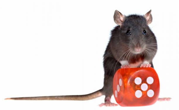 Gambling Rat